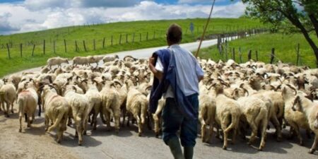 ΑΑΔΕ: Αιτήσεις αναγνώρισης ανωτέρας βίας για τους κτηνοτρόφους