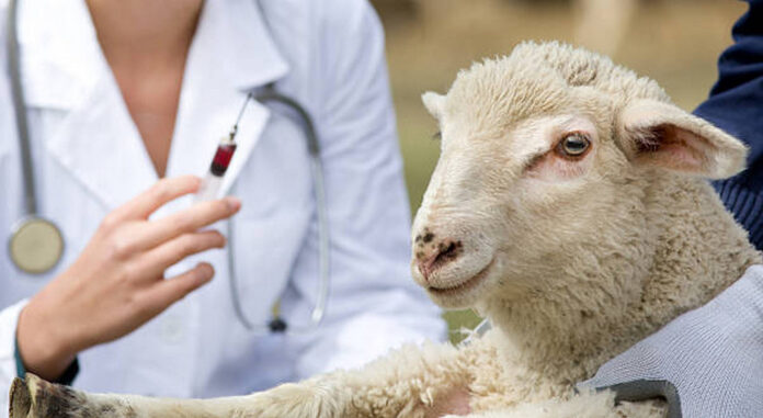 Ξεκινά η ενεργοποίηση ιδιωτών κτηνιάτρων για την αντιμετώπιση της ευλογιάς