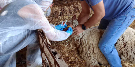 Ενίσχυση του κτηνιατρικού μηχανισμού με 49 προσλήψεις για την αντιμετώπιση της ευλογιάς