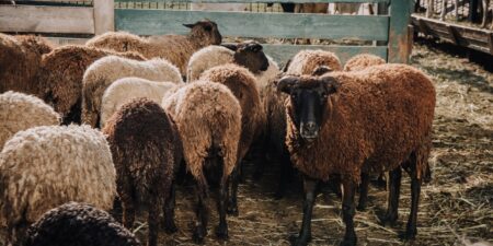 Αναστολή φορολογικών και ασφαλιστικών υποχρεώσεων και απαλλαγή από δημοτικά τέλη για πληγέντες από τον αφθώδη πυρετό