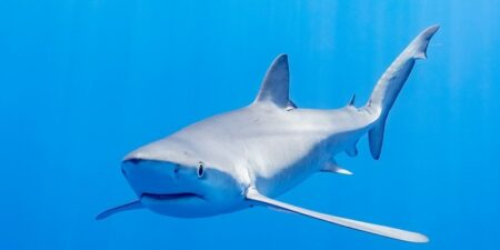 Οι καρχαρίες της Μεσογείου εξαφανίζονται