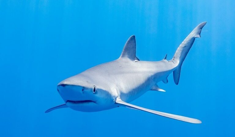 Οι καρχαρίες της Μεσογείου εξαφανίζονται