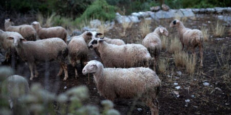 Πληρωμή 22,7 εκατ. ευρώ για αποζημιώσεις κτηνοτρόφων λόγω ευλογιάς και αφθώδους πυρετού