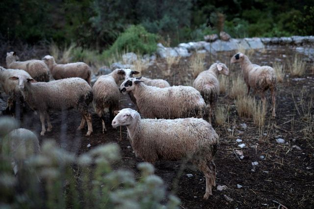 Πληρωμή 22,7 εκατ. ευρώ για αποζημιώσεις κτηνοτρόφων λόγω ευλογιάς και αφθώδους πυρετού