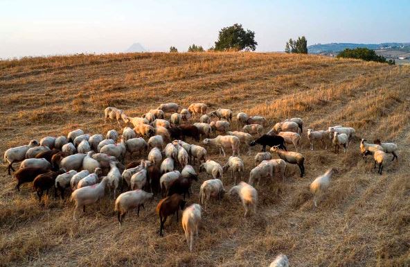 Υποχρεωτικός ο ηλεκτρονικός βώλος για τις εκτροφές άνω των 900 αιγοπροβάτων
