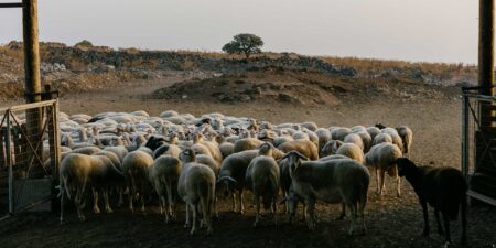 Στήριξη των πληγέντων από τον αφθώδη πυρετό στη Λέσβο