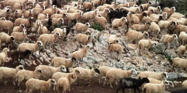 ΥΠΑΑΤ: Επικαιροποιείται το πλαίσιο αντιμετώπισης του αφθώδους πυρετού