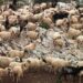 ΥΠΑΑΤ: Επικαιροποιείται το πλαίσιο αντιμετώπισης του αφθώδους πυρετού