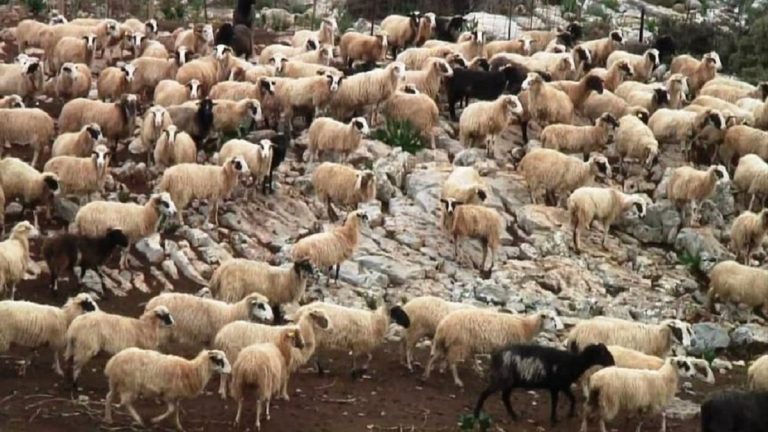 ΥΠΑΑΤ: Επικαιροποιείται το πλαίσιο αντιμετώπισης του αφθώδους πυρετού